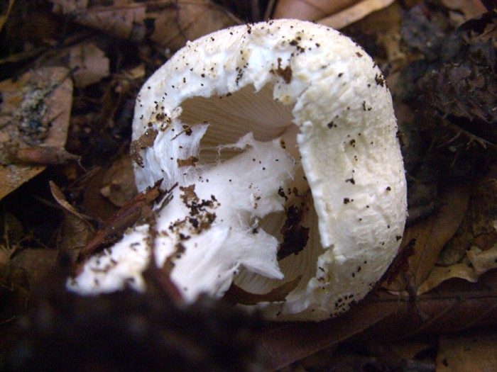 anche questa � amanita?